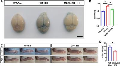 Evidence for developmental vascular-associated necroptosis and its contribution to venous-lymphatic endothelial differentiation